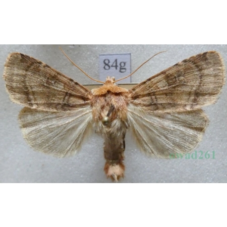 Diarsia rubi (Vieweg, 1790) Rolnica malinówka Czech84g